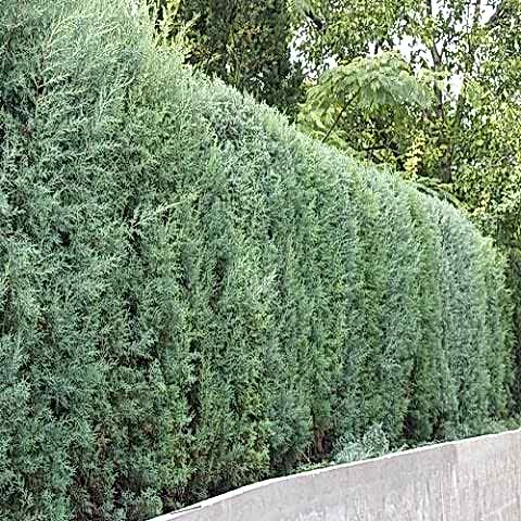 Mavi Servi Ağacı
