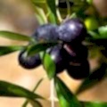 Zeytin Fidanı