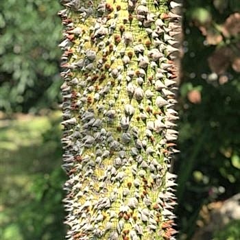Maymun Tırmanmaz  Floş İpek Ağacı Chorisia