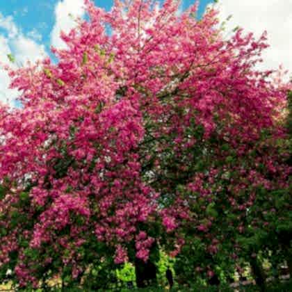 Maymun Tırmanmaz  Floş İpek Ağacı Chorisia