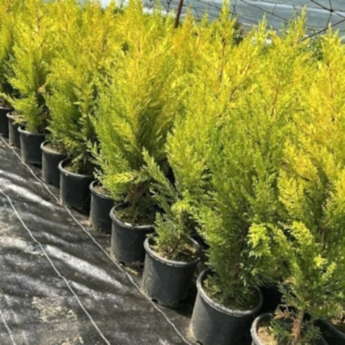Limon Çamı Limon Servi Fidanı  Cupressus Macrocarpa
