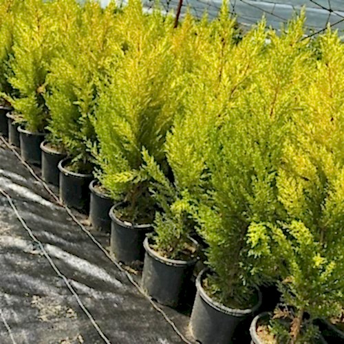 Limon Çamı Limon Servi Fidanı  Cupressus Macrocarpa