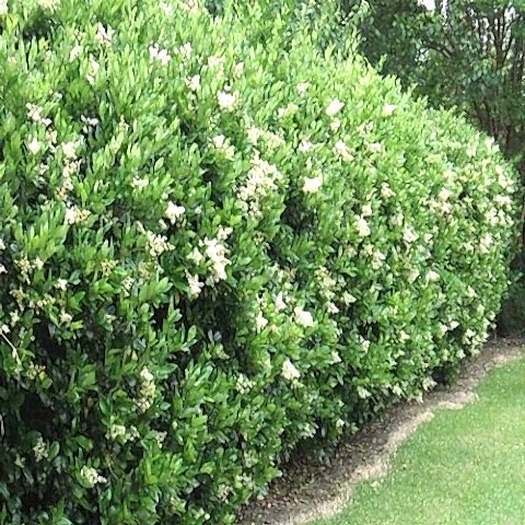 Ligustrum Lüküstrüm Fidanı Bitkisi