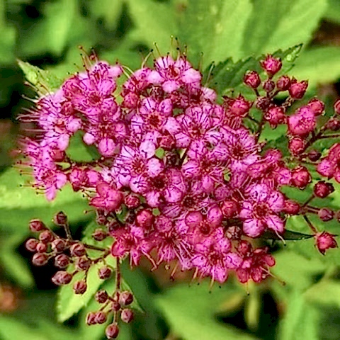 Pembe Keçi Sakalı Çiçeği İspirya Spirea Vanhouttei