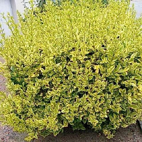 Alacalı Ligustrum Bitkisi 60 cm