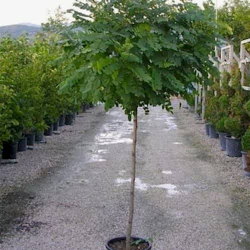 Top Akasya Fidanı 200 cm Robinia Pseudoacacia Umbraculifera