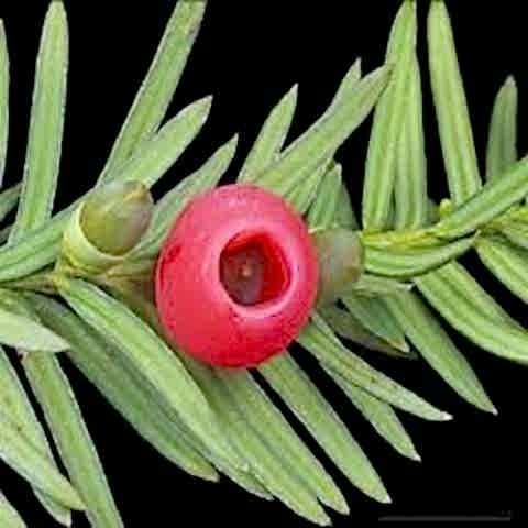 Yaygın Porsuk Bitkisi Taxus Baccata