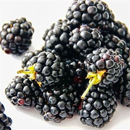 Ruben Dikensiz Böğürtlen Fidanı Rubus Fruticosus