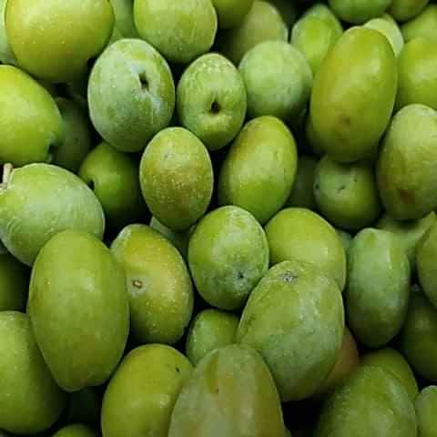 Salamuralık Zeytin Fidanı Olive
