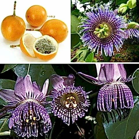 Granadilla Çarkıfelek Fidanı Passiflora Edulis