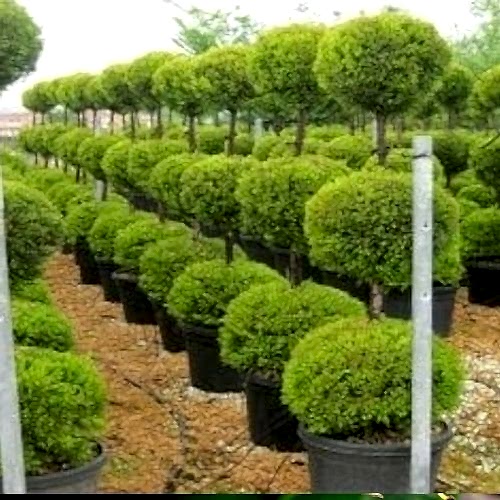 Top Şekilli Üç Top Limon Çamı Servi Cupressus