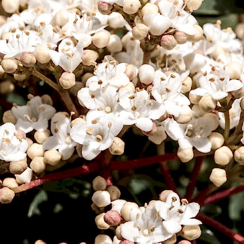 Kartopu Fidanı  Viburnum Tinus
