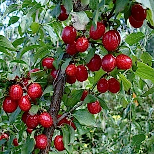 Anadolu Kızılcık Fidanı