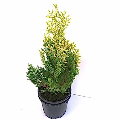 Altuni Top Mazı Fidanı Thuja Orientalis Aurea