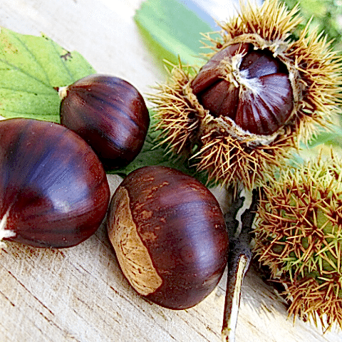 Karadeniz Kestanesi Erfelek Fidanı