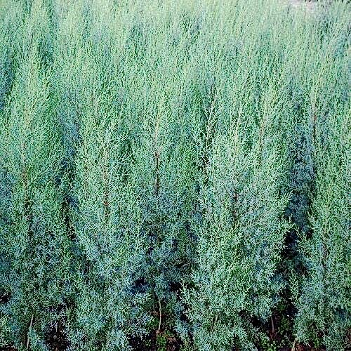 Mavi Servi Fidanı ( arizona ) Cupressus Arizonica