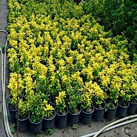 Gold Taflan Fidanı Euonymus Japonica Var Aurea