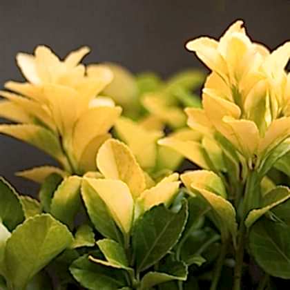 Gold Taflan Fidanı Euonymus Japonica Var Aurea
