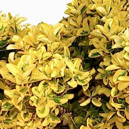 Gold Taflan Fidanı Euonymus Japonica Var Aurea