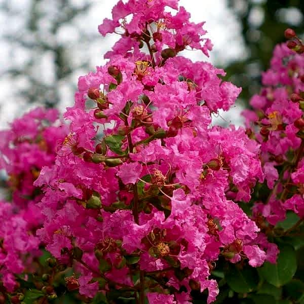 Pembe Oya Ağacı Fidanı Lagerstroemia İndica