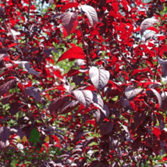 Süs Eriği Fidanı Erik Prunus Cerasifera Pissardii