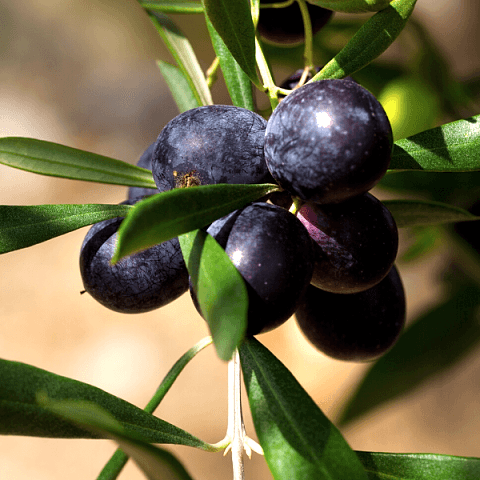 Delice Zeytin Fidanı 40 cm