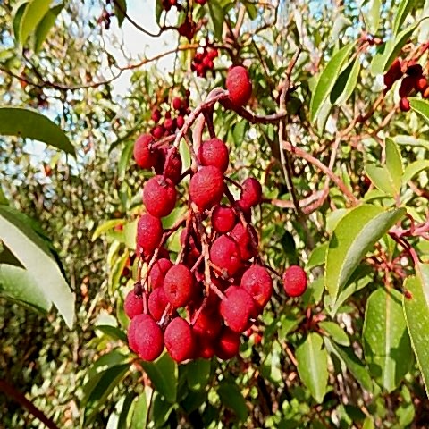 Sandal Ağacı Fidanı Arbutus Andrachne