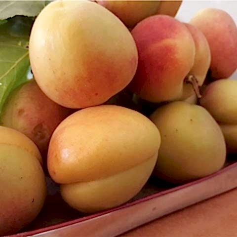 Hoşaflık Kayısı Fidanı Prunus Albenia