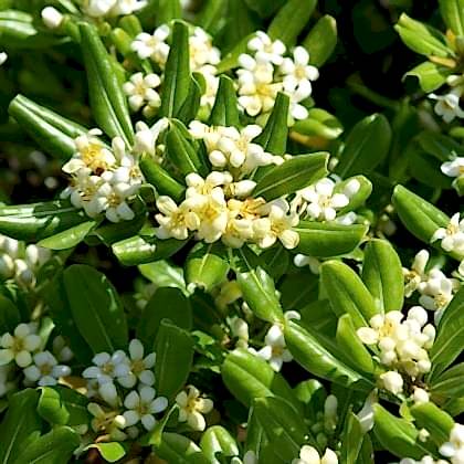 Pitos Porum Fidanı Yıldız Çalısı Tobira Nana Pittosporum