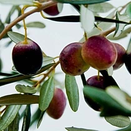 Zeytin Fidanı Memecik Yağlık Olea