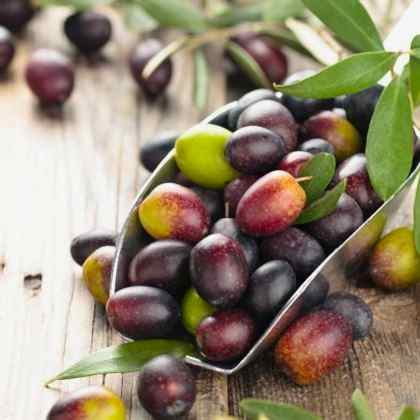 Zeytin Fidanı Ayvalık Yağlık