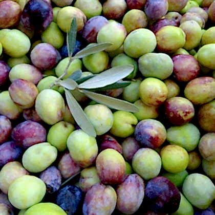 Domat Zeytin Fidanı Olea