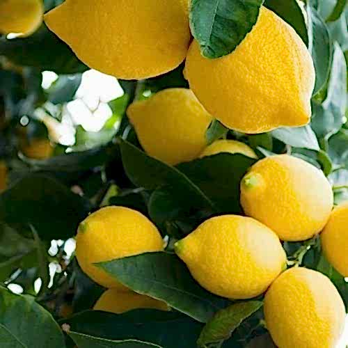 Limon Fidanı Yediverendir Bol Sulu Cinsten Citrus