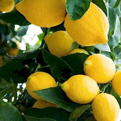 Limon Fidanı Yediverendir Bol Sulu Cinsten Citrus