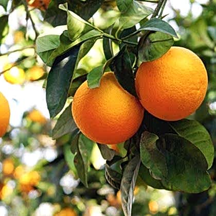 Portakal Fidanı Tatlı ve İnce Kabuklu Citrus Sinensis