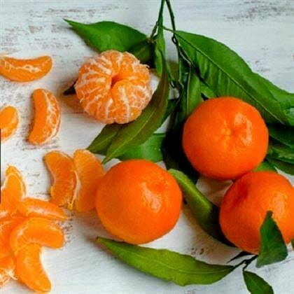 Mandalin Fidanı Tatlı ve İri Meyveli Citrus Reticulata