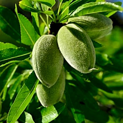Badem Fidanı  İri Kaliteli Amygdalus Communis