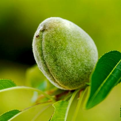 Badem Fidanı  İri Kaliteli Amygdalus Communis