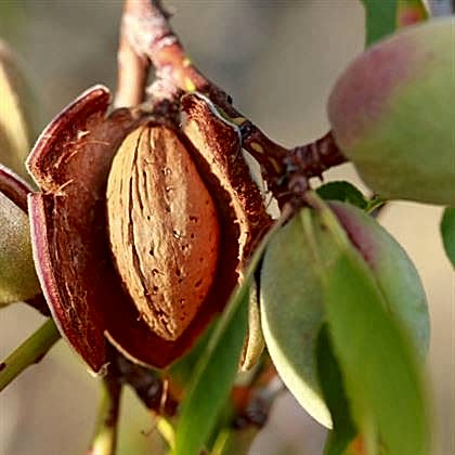 Badem Fidanı  İri Kaliteli Amygdalus Communis