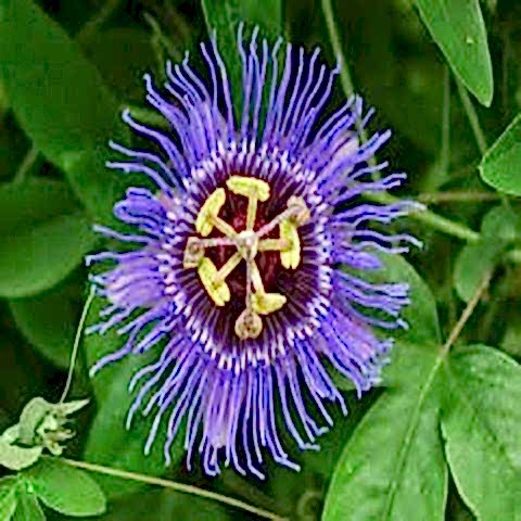 İncarnata Çarkıfelek Çiçeği Fidanı Passiflora Caerulea