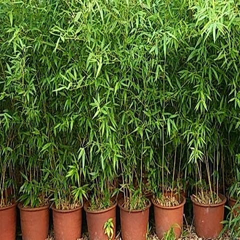 Sarı Bambu Fidanı