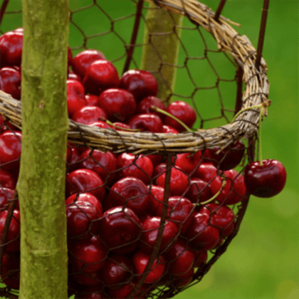 Erkenci Kiraz Fidanı Prunus Avium