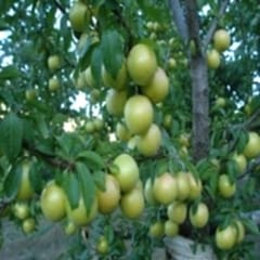 Papaz Eriği Erik Fidanı  Prunus Donestica