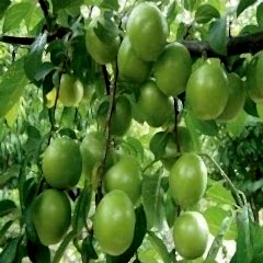 Papaz Eriği Erik Fidanı  Prunus Donestica