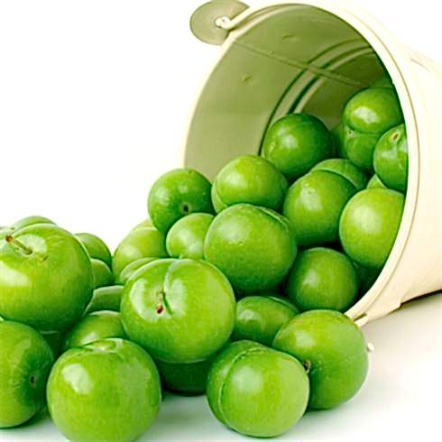 Papaz Eriği Erik Fidanı  Prunus Donestica