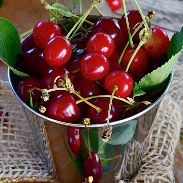 Vişne Fidanı İri Meyvelidir Prunus Cerasus