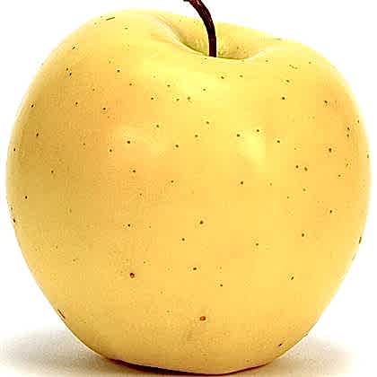 Golden Elma Fidanı