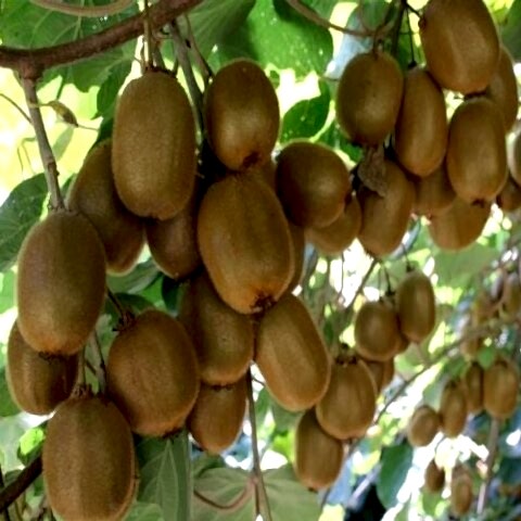 Hayvard Kivi Fidanı Actinidia Deliciosa