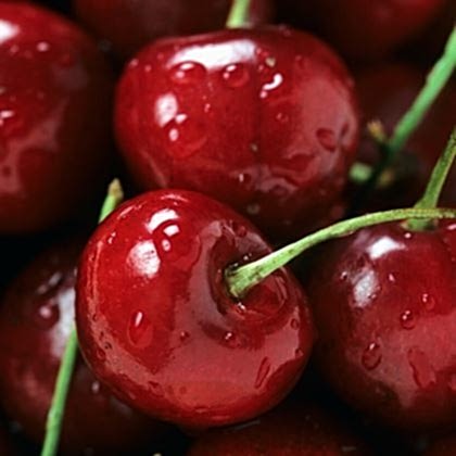 Kiraz Fidanı Napolyon 0900 Prunus Avium