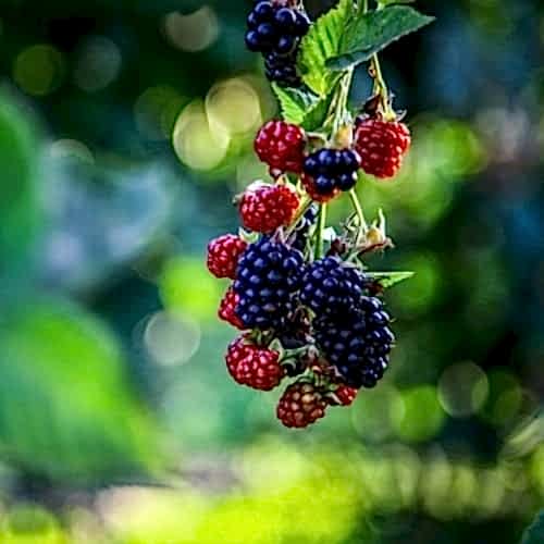 Dikensiz Böğürtlen Fidanı Arapaho Rubus